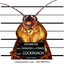 cockroach