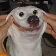 craigslist wiggermeat