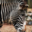 SwedishZebra