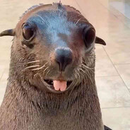 Seal the Autist