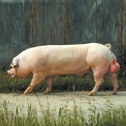 陈即吧世界第一爱甩