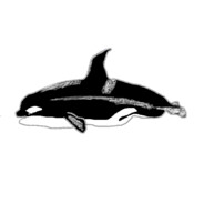 Orca