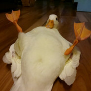 duckyxduckyxducky
