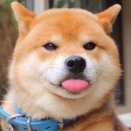 不会憋气的豆包