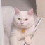 我的猫会后空翻