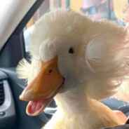 很贵的鸭也炸毛