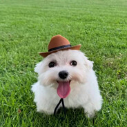 begula__ avatar