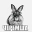 Черемша