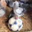 Spurs