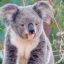 Sensible-Koala