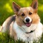 CORGI DOG