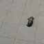 kick.com/socialscoinflips