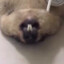 Arthur Bulge