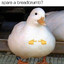 Crumbduck