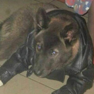 Анальная брынза