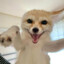 WeskyFoxxo