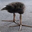 $5 dollar meal deal