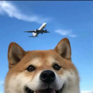 汪汪队上他娘的大分