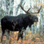 Moose