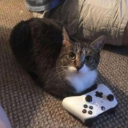 Player Avatar