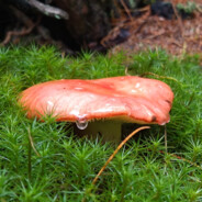 грибной фетишист