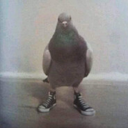 Pigeon