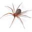 Brown Recluse Spider
