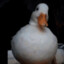 Chonky_Goose