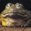 PhantomBullfrog