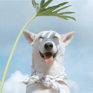 一颗蒜的的破碎