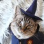 WIZARD KITTY