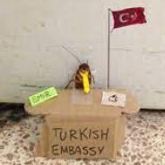 Emir The Turkish Cockroach
