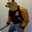Dogesaurio