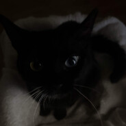 dexxter Steam avatar