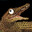 tekgator's Avatar