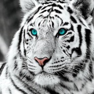 Tiger cub