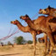 Camel smuggler
