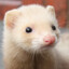 Blond_Ferret