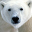 Polar-Bear_1
