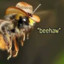 Bees