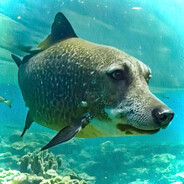 dm1trich - steam id 76561199388632295