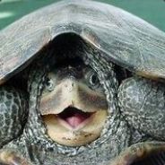 Derpieturtle
