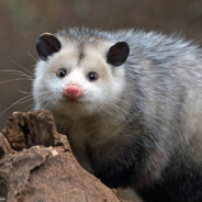 Opossum Chan
