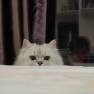 老了但没完全年轻