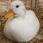 Duck_2