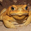 ToadishToad avatar