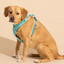 NPE dog 228