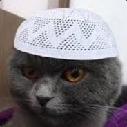 Sedatsal Steam avatar