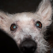 Гавтюкальник