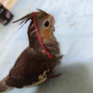 李黑豆的老父亲